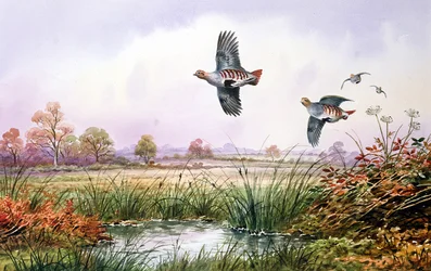 Partridge in Flight