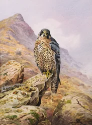Peregrine Falcon