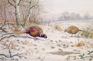 Pheasant and Partridge Eating
