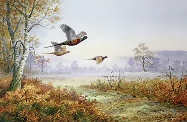 Pheasants in Flight