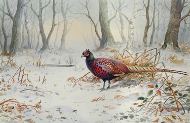 Pheasants in Snow