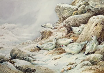 Ptarmigan in snow covered landscape