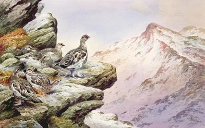 Ptarmigan on the High Tops