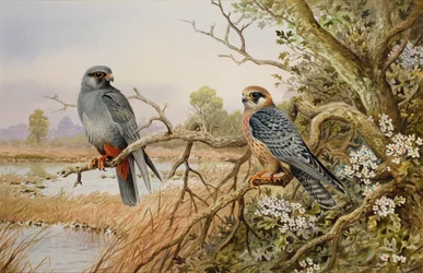 Red-Footed Falcons