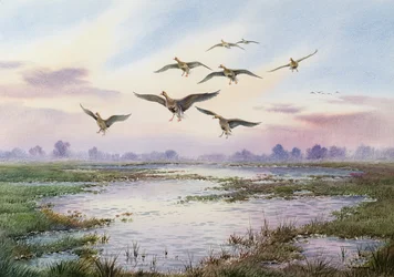White-Fronted Geese Alighting