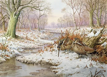 Woodcock