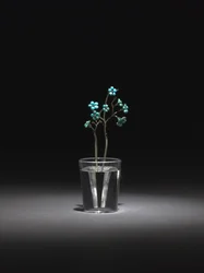 Forget-Me-Nots