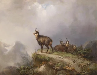 Chamois
