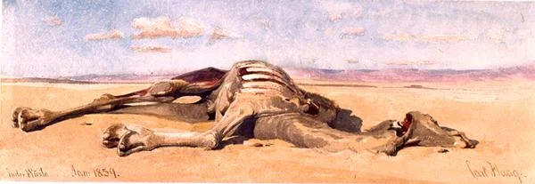 A Dead Camel
