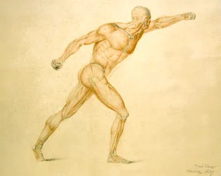Anatomical Musculature of a Man in Full Stretch
