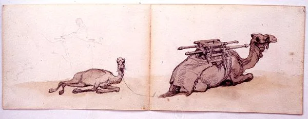 Two sketches of dromedaries