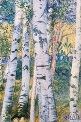 Birch Trees