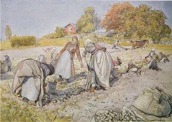 Digging Potatoes