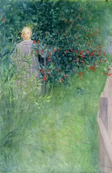 In the Hawthorn Hedge
