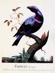 Ampelis cotinga (Cotinga cotinga), Purple-breasted Cotinga