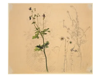 Columbine, Daisy, Garlic Mustard and Lobelia