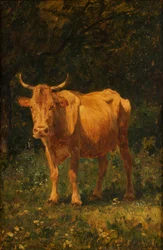 Semmel-Colored Cow