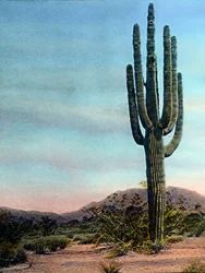 Giant Cactus in the Sonora desert, Arizona, circa 1920