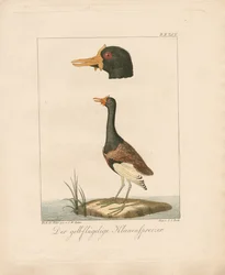 The Yellow-Winged Jacana