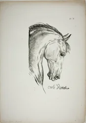 Detail of Horse