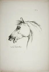 Detail of Horse