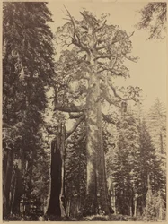 Grizzly Giant, Mariposa Grove, 1861