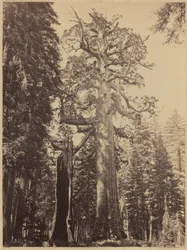 Grizzly Giant, Mariposa Grove, 1861