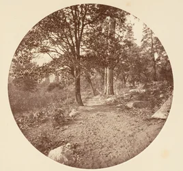 In the Yosemite Valley
