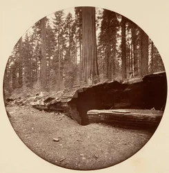 Mammoth Three Grove Hotel, Calaveras Co., Cal.