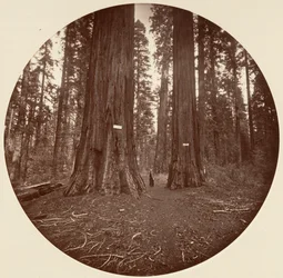 None, ca. 1878
