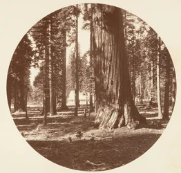 The Mammoth Grove Hotel from the Grove - Calaveras