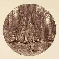 The Pride of the Forest - Calaveras Grove
