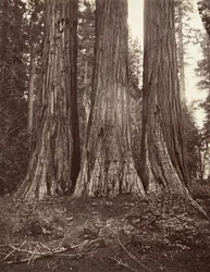 The Three Graces, 272 feet, 1865-66, printed ca. 1876