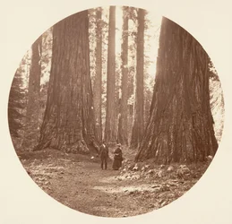 The Three Graces Seen Through the Bryant and Seward Calaveras Grove