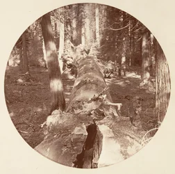 Yosemite National Park, California