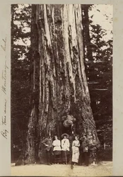 Big Trees near Monterey, California