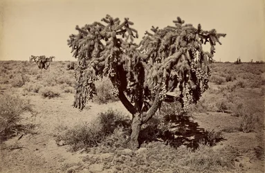 Cactus, Arizona Desert