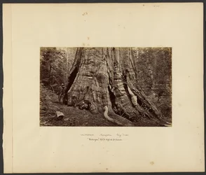 California - Mariposa Big Trees, "Washington" 270 ft. High, 92 ft. Circumference