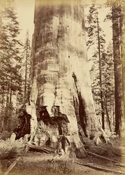 [Mother of the Forest, 221 Feet High]
