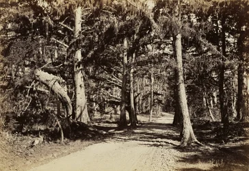 [Road through Cypress Grove]
