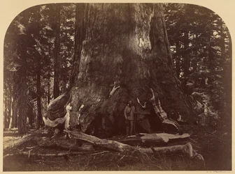 Section of the Grizzly Giant, Mariposa Grove, 33 ft. Diam.