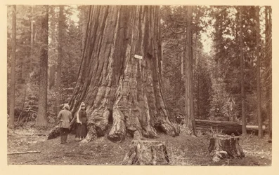 [The Pride of the Forest, Calaveras Grove]