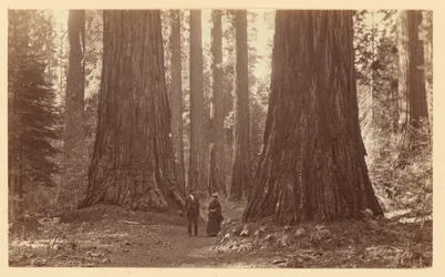 The Three Graces, Calaveras Grove