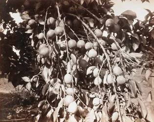 Untitled [fruit on tree]
