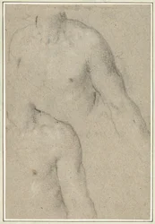 Two Studies of the Torso of a Young Man