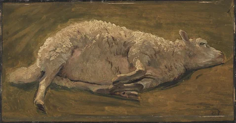 Study of a Lying Sheep