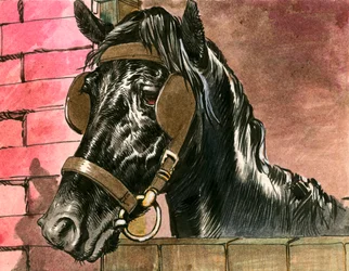 Black Beauty