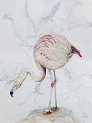 Flamingo