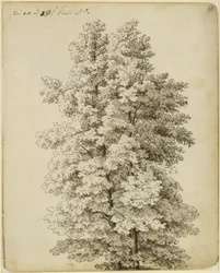 Group of Trees