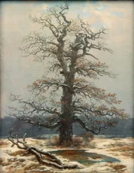 Oak in the Snow